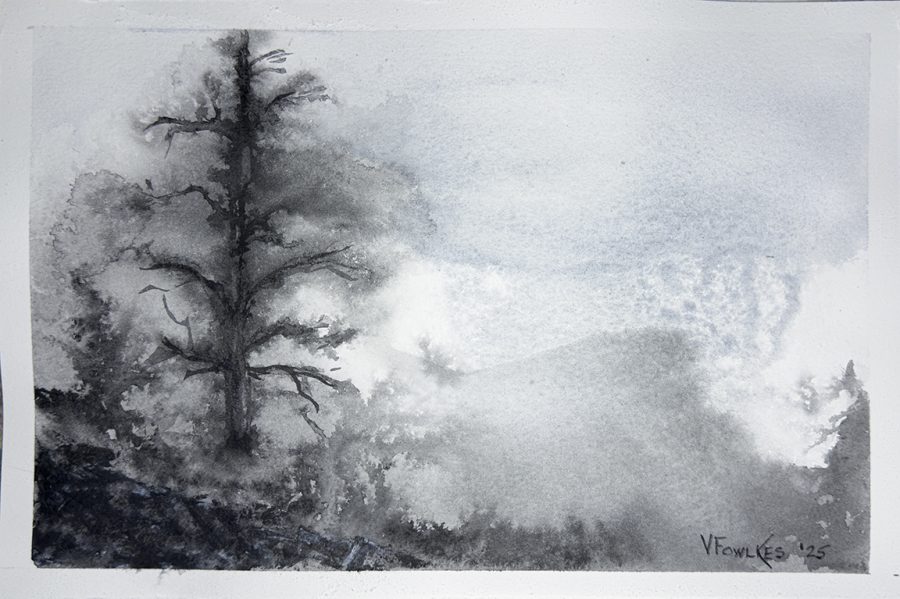 Old Mountain Pine